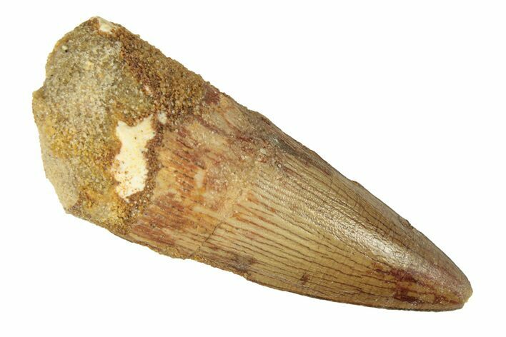 Fossil Spinosaurus Tooth - Real Dinosaur Tooth #268320